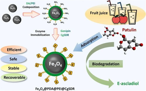 科技助力食品安全 我國真菌毒素生物脫毒研究與網(wǎng)絡(luò)技術(shù)協(xié)同取得新進(jìn)展